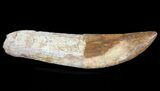 Rooted Carcharodontosaurus Tooth #71086-2